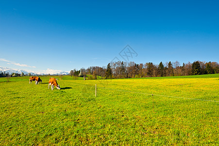 奶牛牧场瑞士的牧草生态哺乳动物铁丝网栅栏峡谷场地村庄农村草地冰川背景