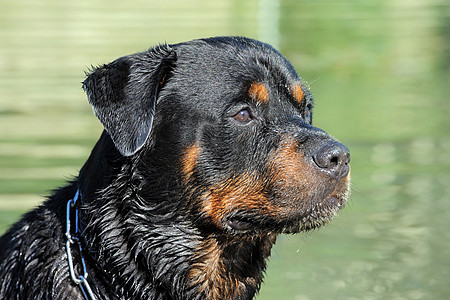 湿动物宠物犬类鼻子纳犬黑色绿色图片