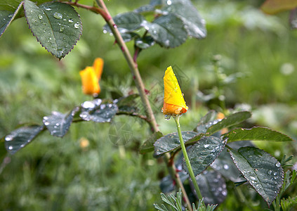黄花和有水滴的叶子图片