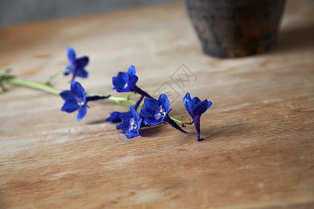木桌上深蓝花的分枝图片