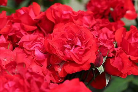 红玫瑰花园植物季节发芽叶子花瓣植物群花园大部分红色绿色背景图片