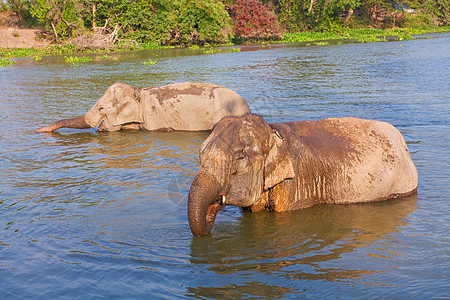 河上大象图片