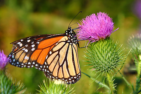 Monarch 蝴蝶达纳斯双面人动物蝴蝶野生动物昆虫杂草昆虫学生物学漏洞公园岩石图片