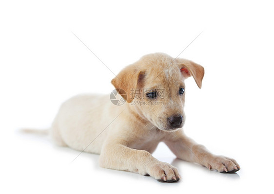 小狗狗棕色朋友宠物动物褐色工作室乐趣头发哺乳动物毛皮图片