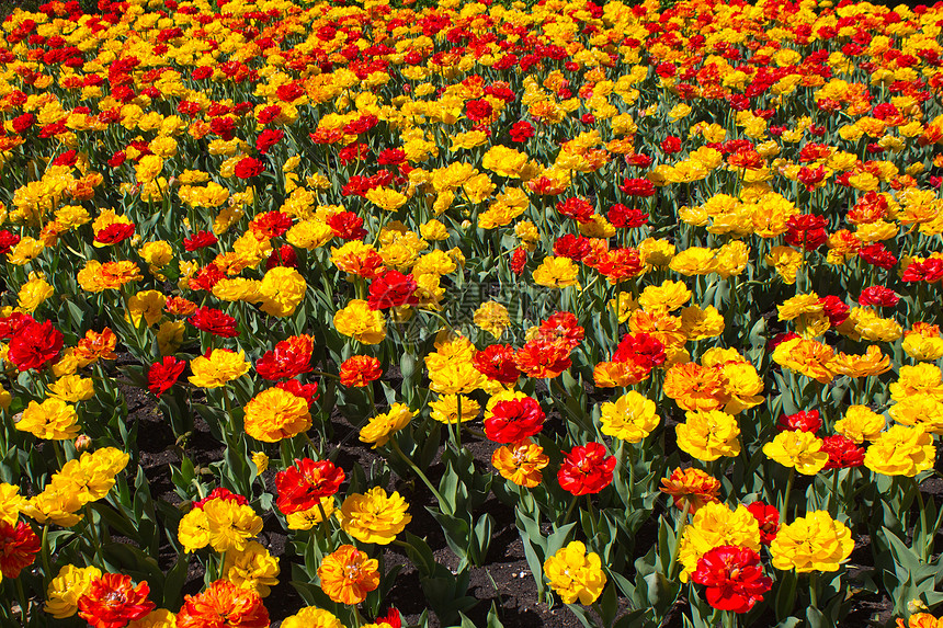 郁金花田领域场地花坛阳光花园郁金香花朵晴天图片