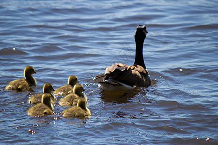 加拿大鹅 与他们的年轻游泳家庭游戏账单水平小鹅鸟类母亲动物黑雁野生动物图片
