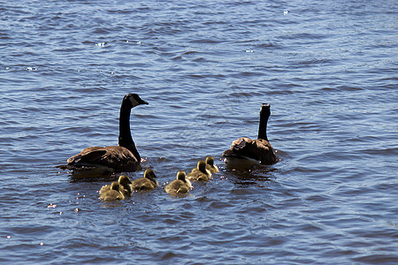 加拿大鹅家族荒野游泳观鸟黑雁鸟类母亲羽毛账单游戏池塘图片