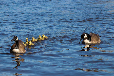 加拿大鹅家族水禽动物观鸟游戏鸟类羽毛游泳婴儿家庭父亲图片