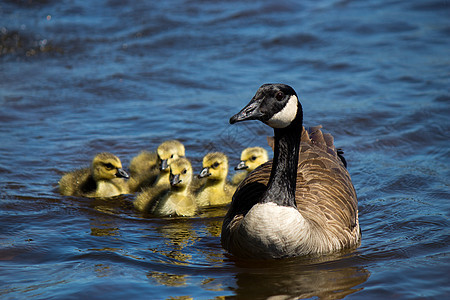 加拿大鹅 与他们的年轻游泳小鹅水平池塘账单野生动物水禽黑雁家庭鸟类婴儿图片