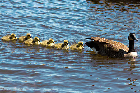 加拿大鹅 与他们的年轻游泳羽毛鸟类家庭账单黑雁荒野婴儿小鹅水平野生动物图片