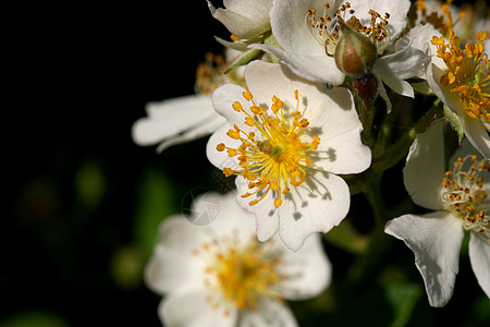 灌木菜花黑发白色园艺植物学灌木状切割绿色园丁院子花园图片