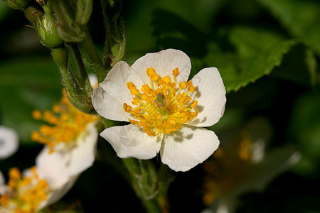 灌木菜花切割院子灌木状园丁爱好绿色花店黑发植物学雌蕊图片