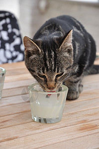 小猫咪眼睛牛奶猫咪小猫婴儿猫科动物盘子食物毛皮厨房图片