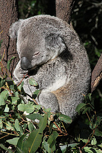 澳大利亚Koala哺乳动物野生动物睡眠灰色栖息桉树盎司动物绿色毛皮图片