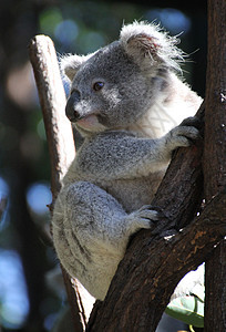 澳大利亚Koala濒危栖息野生动物荒野柔软度灰色动物哺乳动物放松盎司图片