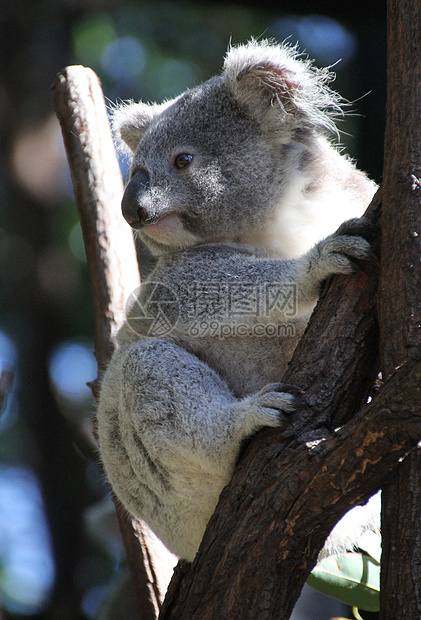 澳大利亚Koala濒危栖息野生动物荒野柔软度灰色动物哺乳动物放松盎司图片