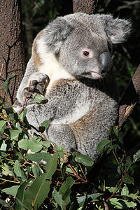 澳大利亚Koala叶子濒危哺乳动物野生动物荒野桉树动物灰色毛皮图片