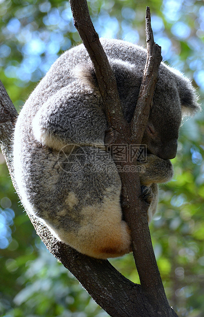 澳大利亚Koala卧睡图片