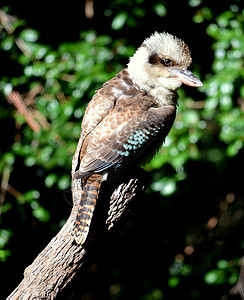 澳大利亚Kookaburra羽毛凤头蓝色鸟类荒野野生动物动物棕色图片