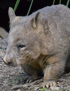 澳大利亚 Wombat动物群国家棕色动物野生动物袋熊灰色哺乳动物图片