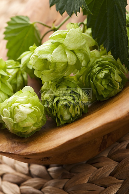 白色背景的花锥和叶子狼疮啤酒厂登山者食物锥体树叶啤酒生产雌激素植物图片