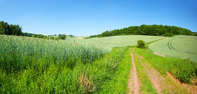 蓝天上的绿地环境草本植物土地场地季节绿色农场天空季节性草地图片