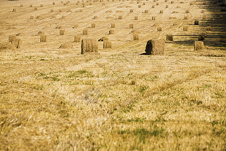 黄干草堆在夏末从作物中抽取的纯田地上玉米牧场谷物草地美化稻草阳光大麦农场小麦图片