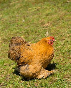 鸡农业乡村动物小鸡农场羽毛母鸡家畜图片