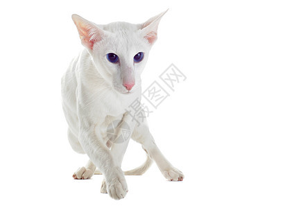 白东方猫宠物白色短发动物蓝色工作室运动眼睛毛皮图片