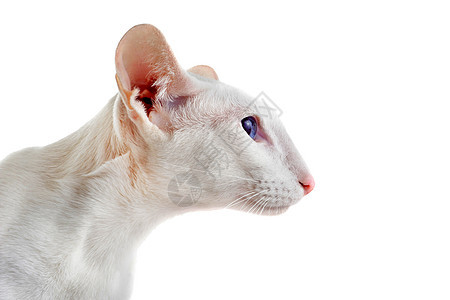 白东方猫短发蓝色动物宠物白色眼睛毛皮工作室图片