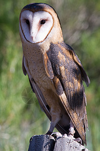 巴恩猫头鹰谷仓栖息棕色食肉捕食者动物眼睛鸟类猎人野生动物图片