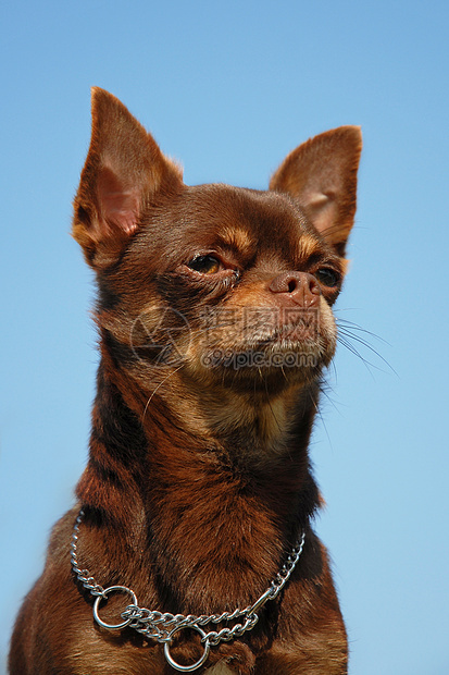 棕色吉娃娃伴侣男性犬类动物天空衣领蓝色宠物巧克力图片