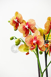 兰花红色花瓣热带黄色植物绿色植物群白色情调异国图片