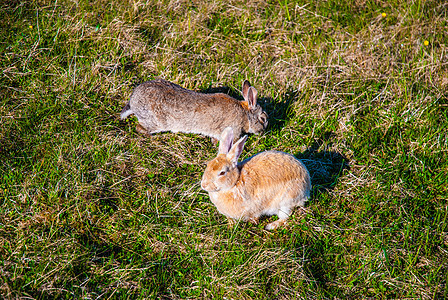冰岛自然栖息地的两只兔子图片