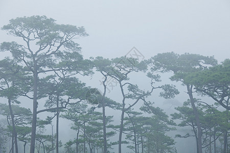 神秘雾叶子绿色季节森林射线农村环境薄雾公园树叶图片
