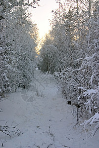 环绕着积雪树的公园中 有雪地漫行的道路图片