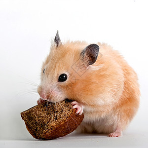 仓鼠宠物害虫面包哺乳动物动物桌子恶作剧食物毛皮晶须图片
