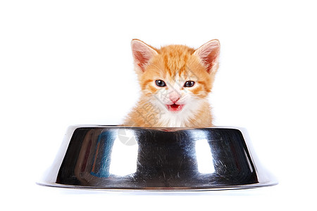 红小猫在大碗里做饲料橙子盘子宠物食肉虎斑动物晶须条纹婴儿毛皮图片
