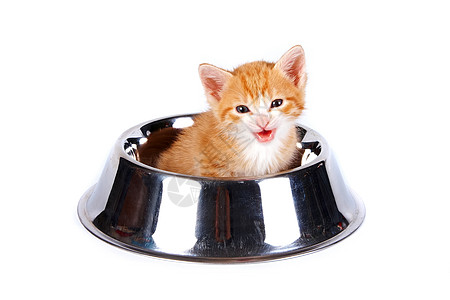 红小猫在大碗里做饲料毛皮晶须条纹橙子婴儿盘子动物猫咪宠物虎斑图片