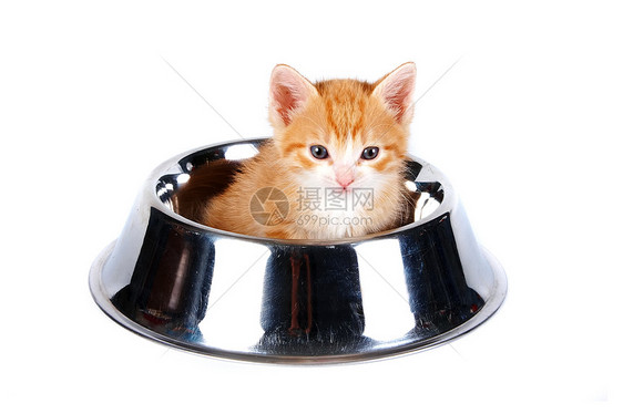 红小猫在大碗里做饲料盘子婴儿晶须条纹猫咪毛皮食肉橙子宠物虎斑图片