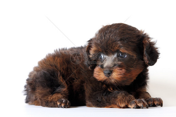 彼得堡兰花朋友血统猎犬棕色哺乳动物动物小狗犬类毛皮宠物图片