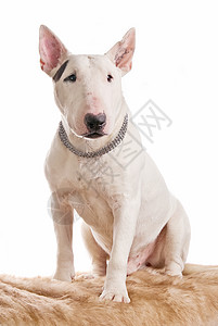 敌二氧化铀犬类友谊男性肌肉沙发猎犬动物头发哺乳动物衣领图片