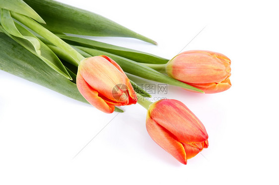 红色郁金香的花束粉色周年橙子纪念日绿色礼物花朵叶子生日花瓣图片