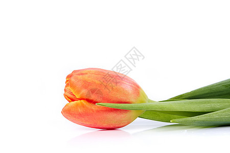 红色郁金香周年紫色粉色礼物纪念日橙子叶子绿色花朵生日图片