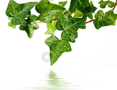 甘草 含露珠草本植物叶子绿色枝条植物群植被爬行者生长植物植物学图片