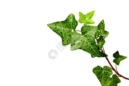 甘草 含露珠生长枝条草本植物植物学叶子绿色绿色植物植被植物群植物图片