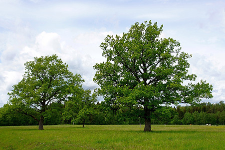 两棵树农村多叶国家环境场地乡村绿色天空图片