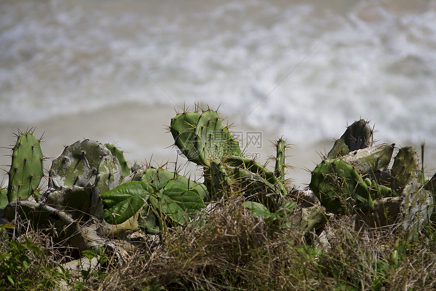 海洋仙人掌沙漠海滩脊柱灰尘植物海洋海浪绿色图片