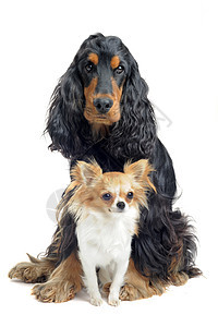 和吉华花猎犬小狗宠物白色犬类动物棕色工作室黑色图片