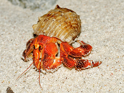 漂亮的隐居螃蟹在他的贝壳缝合图片